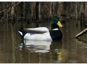 Higdon Magnum Mallard Fully Flocked Foam Filled Duck Decoy Pack of 6 For Sale
