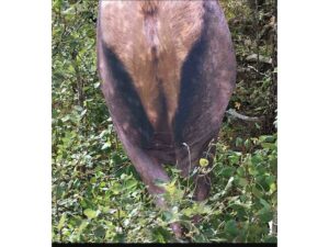 Montana Decoy Back Country Elk Decoy For Sale